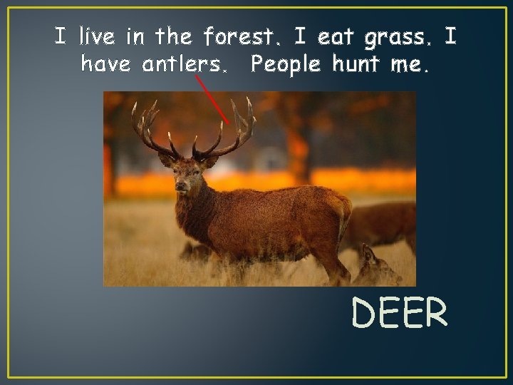 I live in the forest. I eat grass. I have antlers. People hunt me.