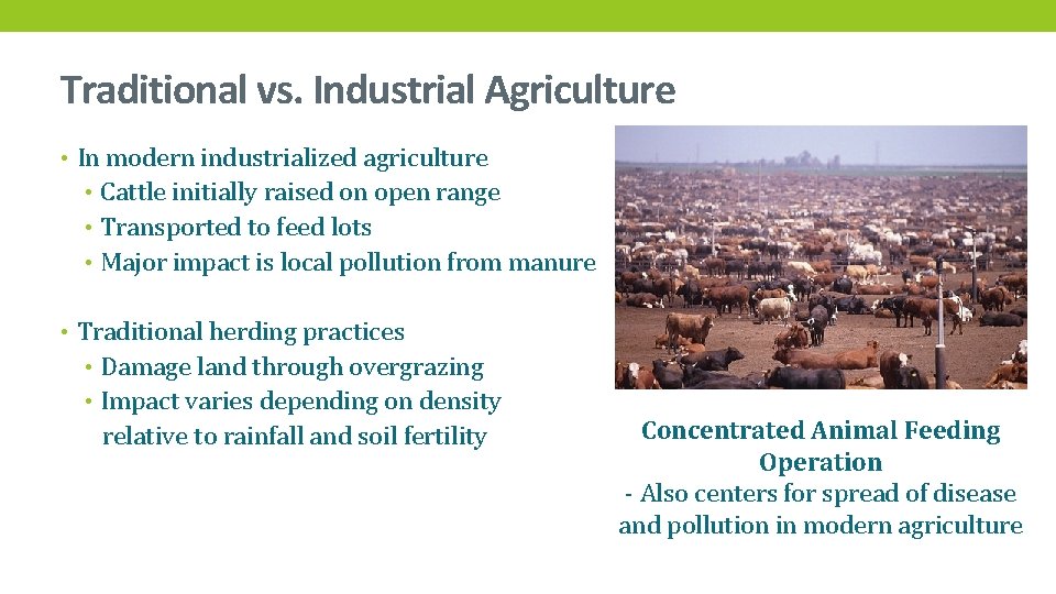 Traditional vs. Industrial Agriculture • In modern industrialized agriculture • Cattle initially raised on