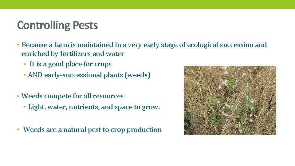 Controlling Pests • Because a farm is maintained in a very early stage of