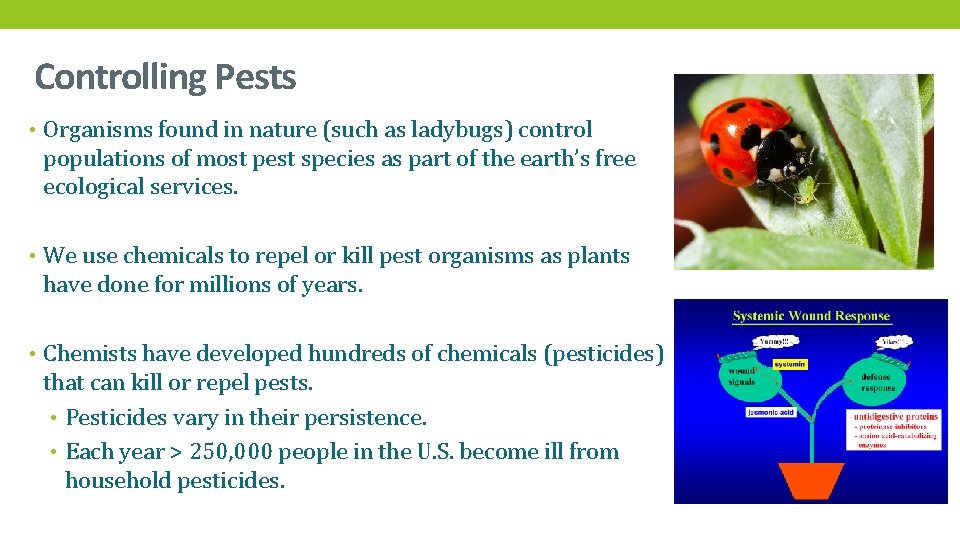 Controlling Pests • Organisms found in nature (such as ladybugs) control populations of most