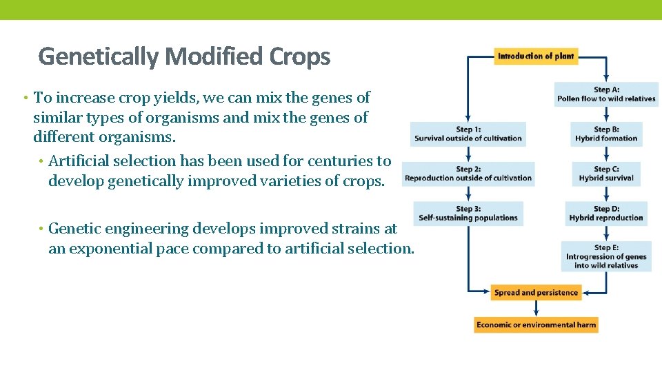 Genetically Modified Crops • To increase crop yields, we can mix the genes of