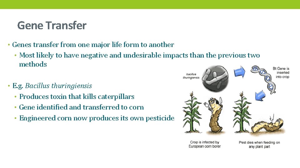 Gene Transfer • Genes transfer from one major life form to another • Most