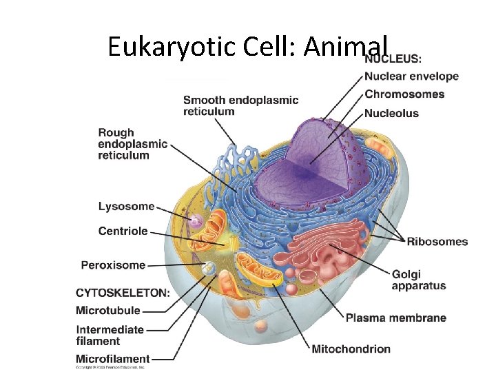 Eukaryotic Cell: Animal 