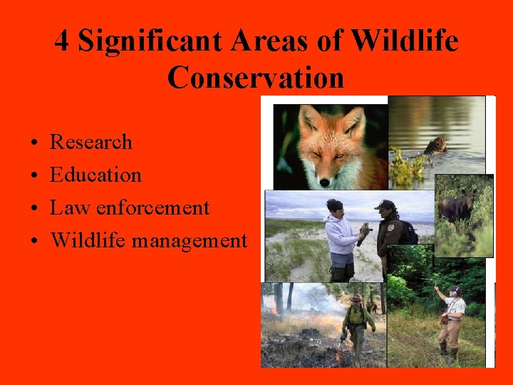 4 Significant Areas of Wildlife Conservation • • Research Education Law enforcement Wildlife management
