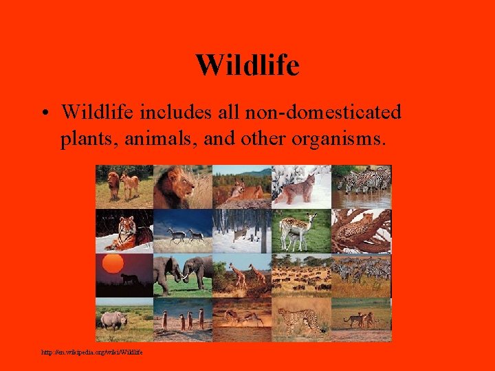 Wildlife • Wildlife includes all non-domesticated plants, animals, and other organisms. http: //en. wikipedia.