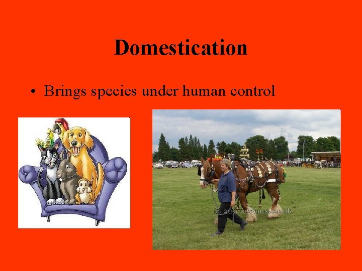 Domestication • Brings species under human control 