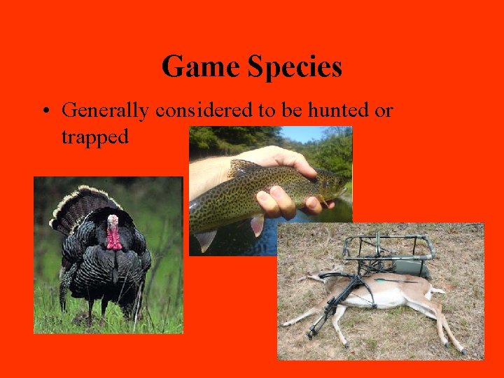 Game Species • Generally considered to be hunted or trapped 