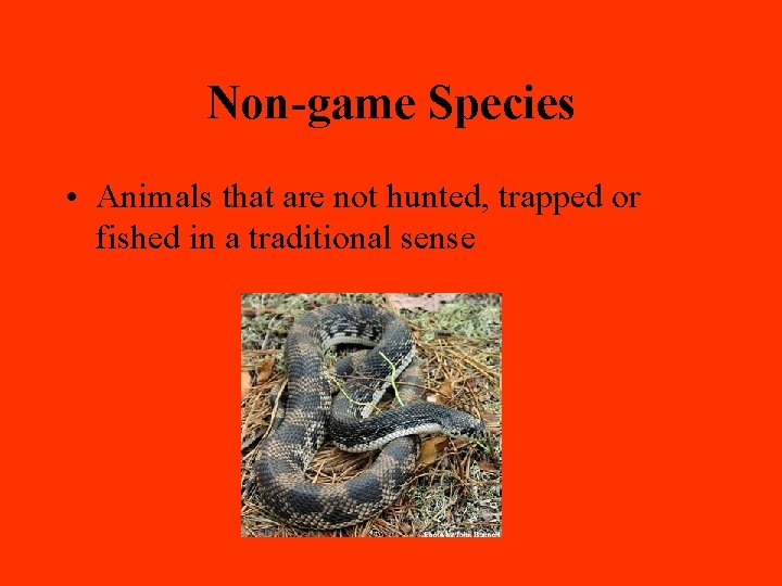 Non-game Species • Animals that are not hunted, trapped or fished in a traditional