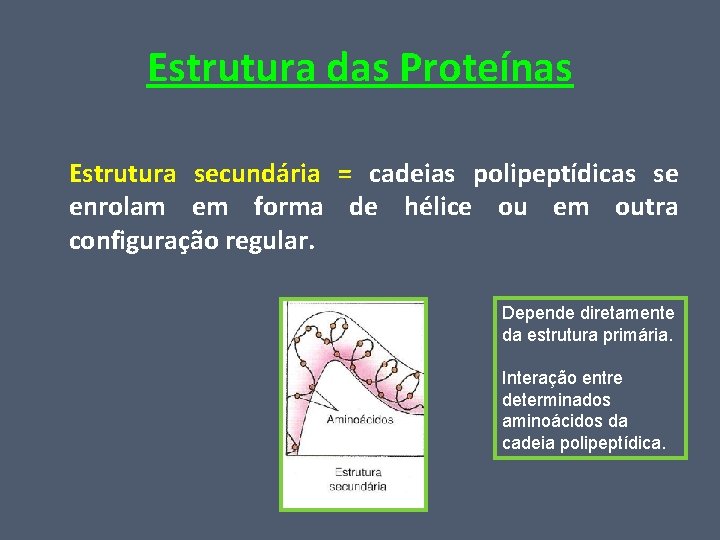 Estrutura das Proteínas Estrutura secundária = cadeias polipeptídicas se enrolam em forma de hélice