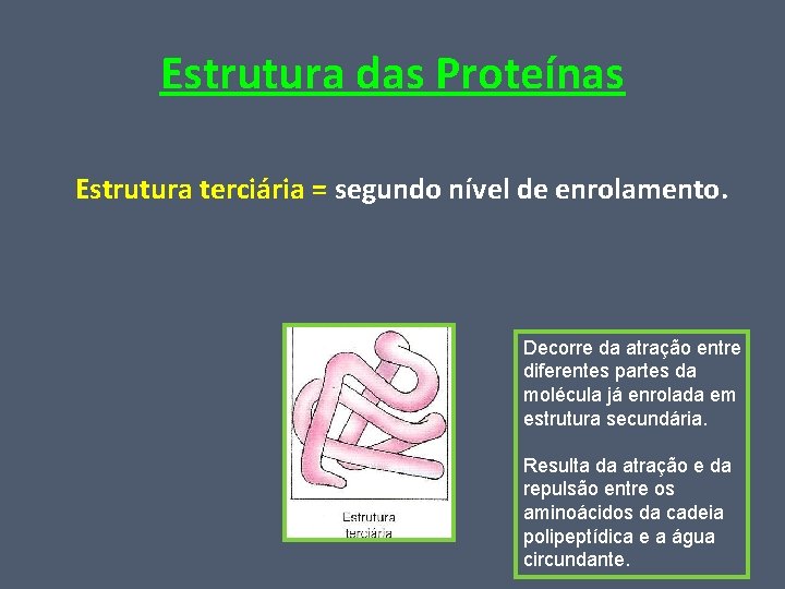 Estrutura das Proteínas Estrutura terciária = segundo nível de enrolamento. Decorre da atração entre