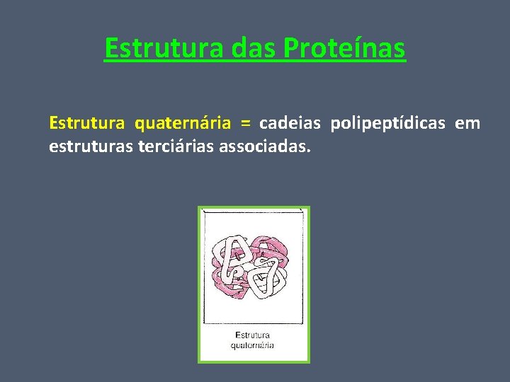 Estrutura das Proteínas Estrutura quaternária = cadeias polipeptídicas em estruturas terciárias associadas. 