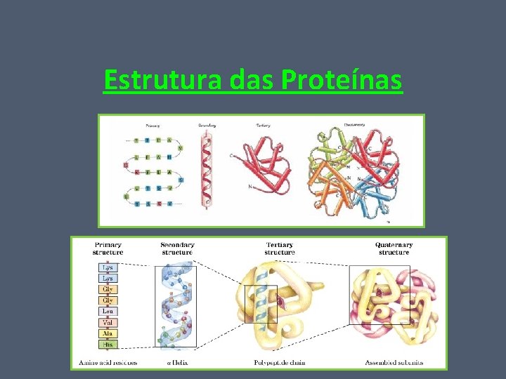 Estrutura das Proteínas 