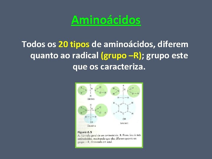 Aminoácidos Todos os 20 tipos de aminoácidos, diferem quanto ao radical (grupo –R); grupo