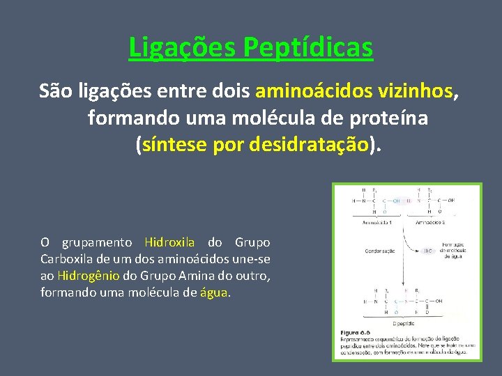 Ligações Peptídicas São ligações entre dois aminoácidos vizinhos, formando uma molécula de proteína (síntese