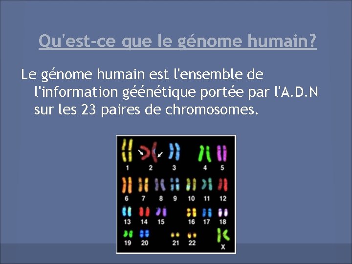 Qu'est-ce que le génome humain? Le génome humain est l'ensemble de l'information géénétique portée