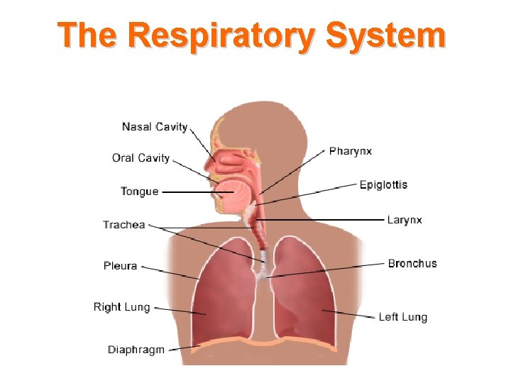 The Respiratory System 