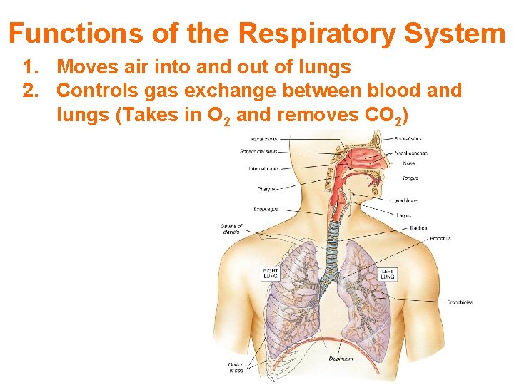 Functions of the Respiratory System 1. Moves air into and out of lungs 2.