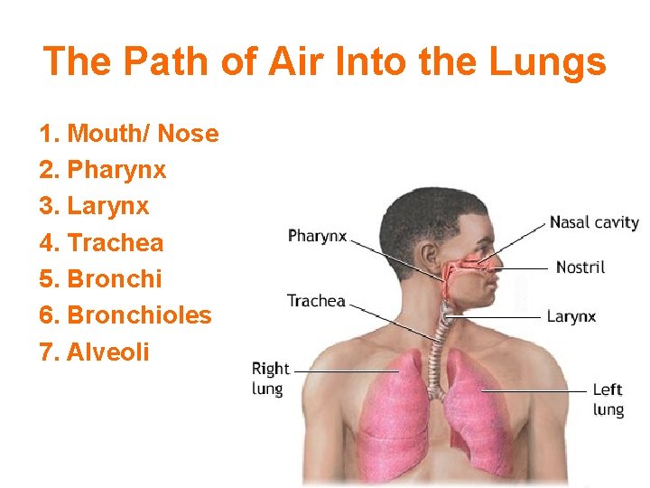 The Path of Air Into the Lungs 1. Mouth/ Nose 2. Pharynx 3. Larynx