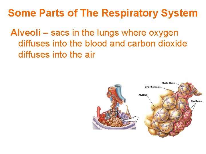 Some Parts of The Respiratory System Alveoli – sacs in the lungs where oxygen