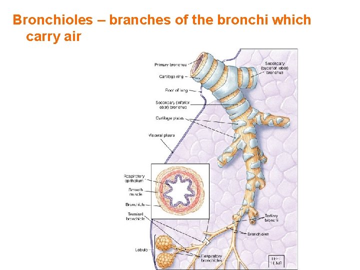 Bronchioles – branches of the bronchi which carry air 