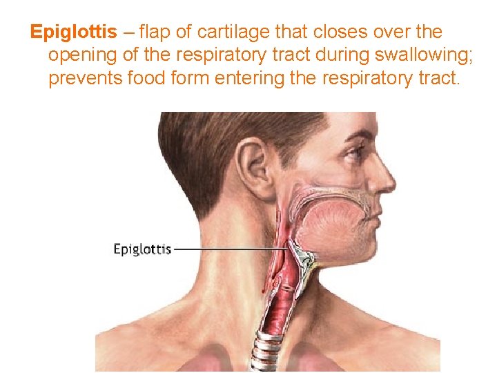 Epiglottis – flap of cartilage that closes over the opening of the respiratory tract