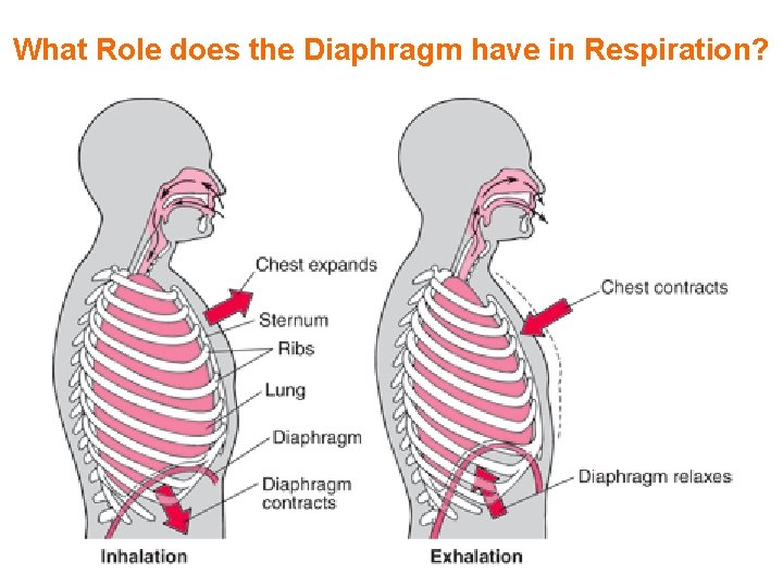 What Role does the Diaphragm have in Respiration? 