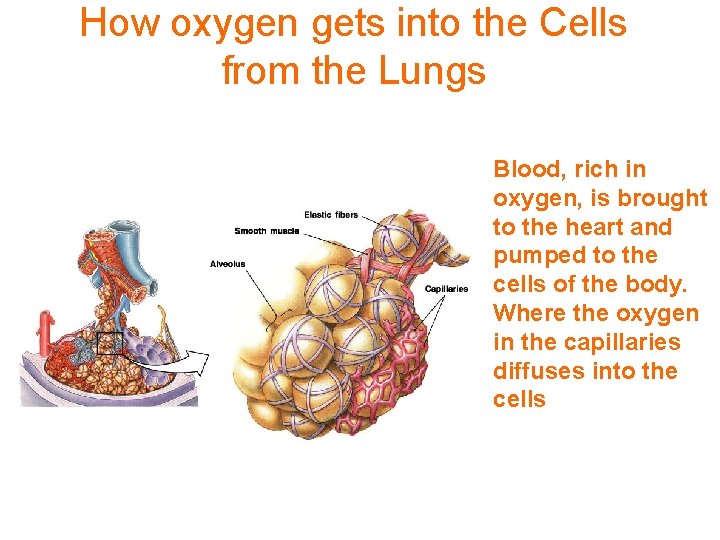 How oxygen gets into the Cells from the Lungs Blood, rich in oxygen, is