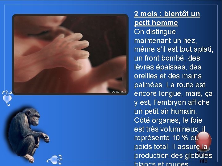2 mois : bientôt un petit homme On distingue maintenant un nez, même s’il