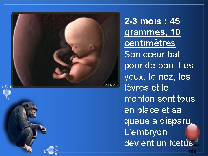 2 -3 mois : 45 grammes, 10 centimètres Son cœur bat pour de bon.