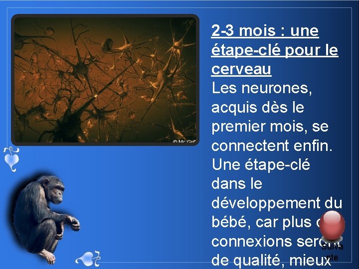 2 -3 mois : une étape-clé pour le cerveau Les neurones, acquis dès le