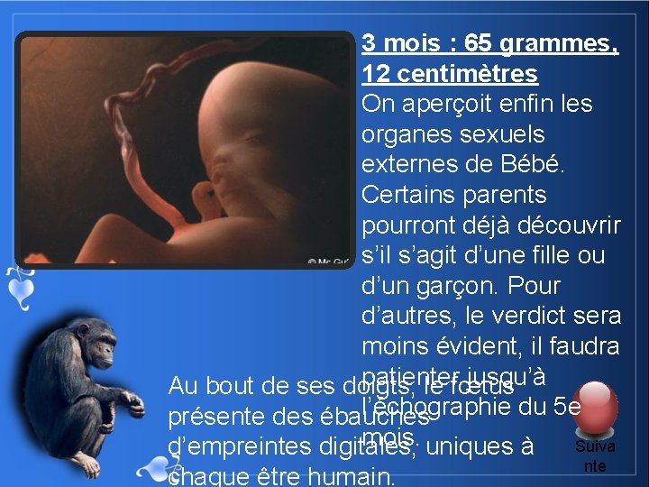 3 mois : 65 grammes, 12 centimètres On aperçoit enfin les organes sexuels externes