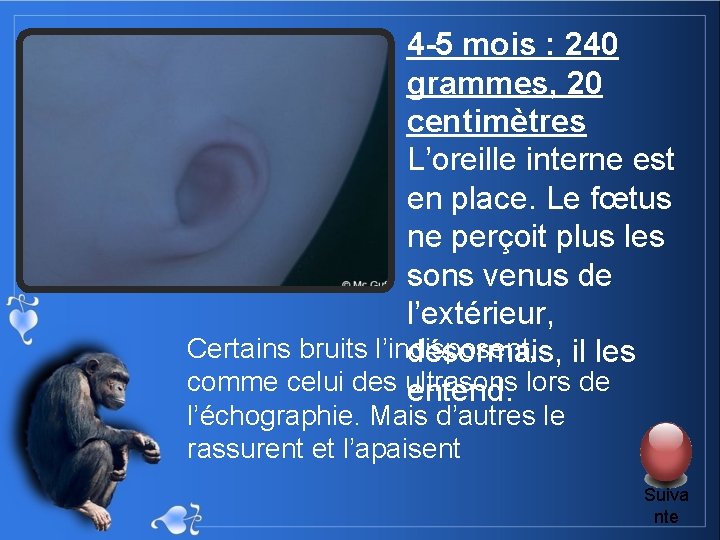 4 -5 mois : 240 grammes, 20 centimètres L’oreille interne est en place. Le