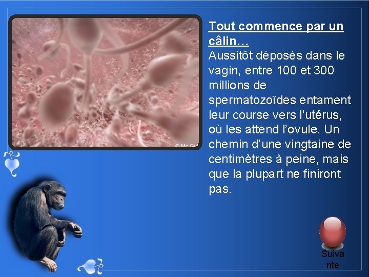 Tout commence par un câlin… Aussitôt déposés dans le vagin, entre 100 et 300