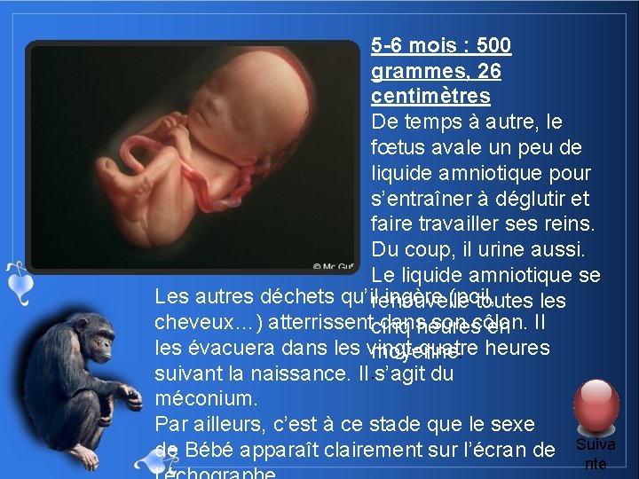 5 -6 mois : 500 grammes, 26 centimètres De temps à autre, le fœtus