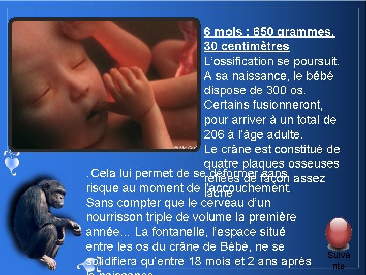 6 mois : 650 grammes, 30 centimètres L’ossification se poursuit. A sa naissance, le