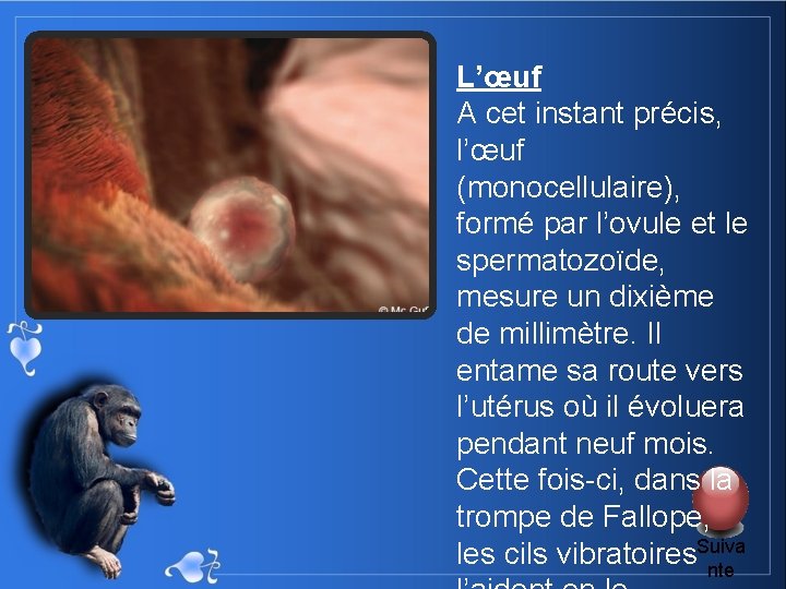 L’œuf A cet instant précis, l’œuf (monocellulaire), formé par l’ovule et le spermatozoïde, mesure