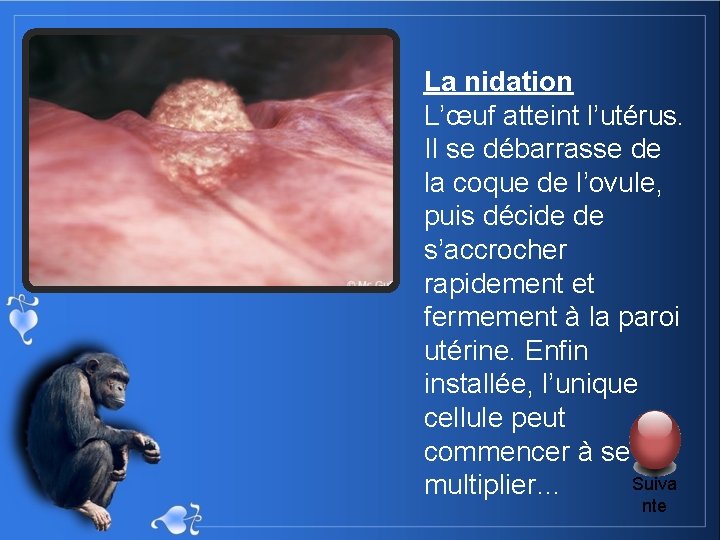 La nidation L’œuf atteint l’utérus. Il se débarrasse de la coque de l’ovule, puis