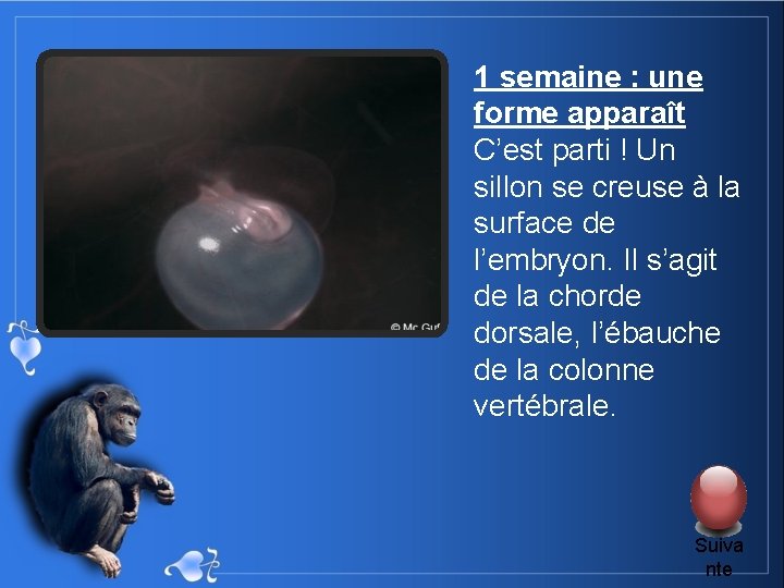 1 semaine : une forme apparaît C’est parti ! Un sillon se creuse à