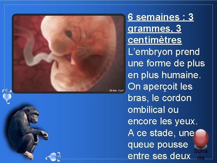 6 semaines : 3 grammes, 3 centimètres L’embryon prend une forme de plus en