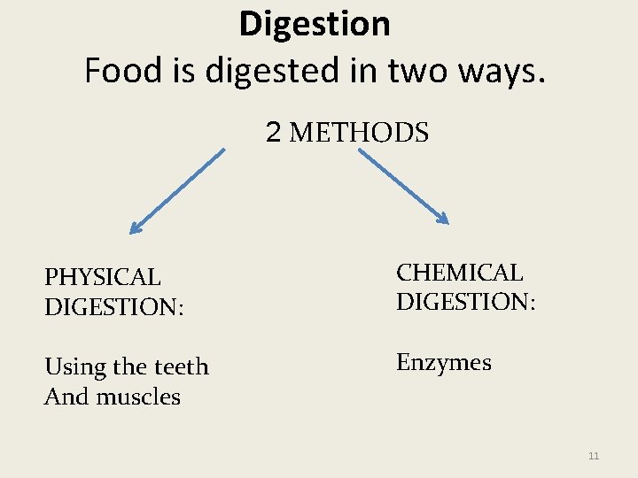 Digestion Food is digested in two ways. 2 METHODS PHYSICAL DIGESTION: CHEMICAL DIGESTION: Using
