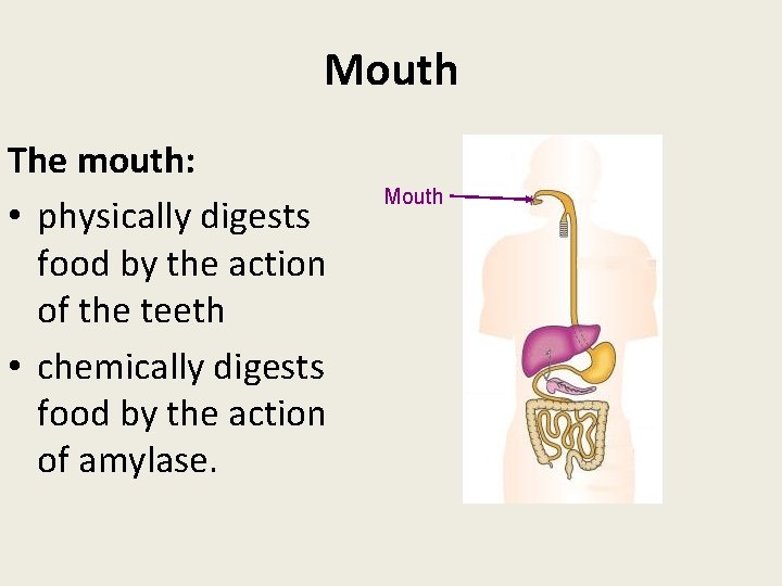 Mouth The mouth: • physically digests food by the action of the teeth •