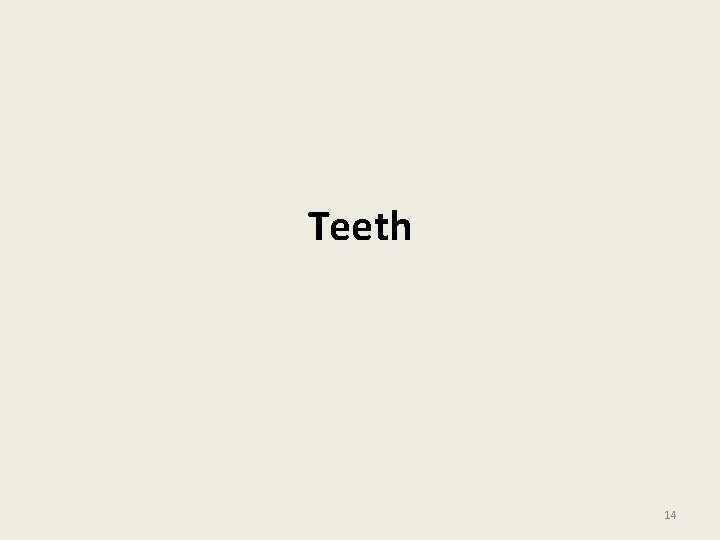 Teeth 14 