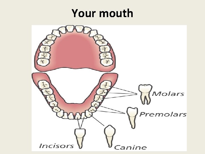 Your mouth 