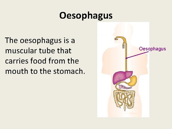 Oesophagus The oesophagus is a muscular tube that carries food from the mouth to