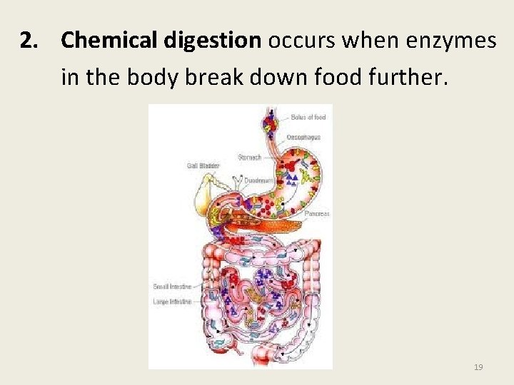 2. Chemical digestion occurs when enzymes in the body break down food further. 19