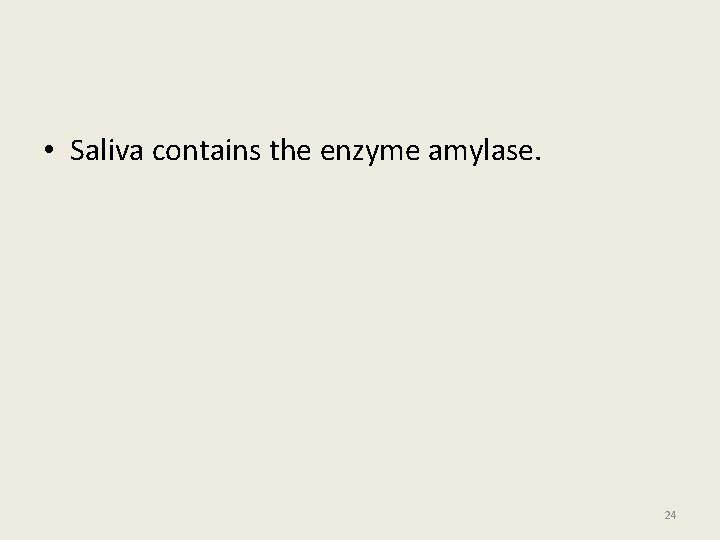  • Saliva contains the enzyme amylase. 24 