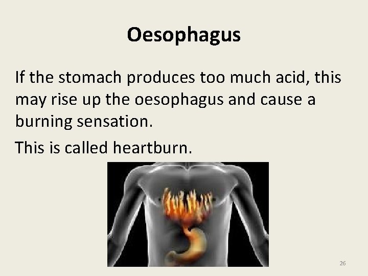 Oesophagus If the stomach produces too much acid, this may rise up the oesophagus