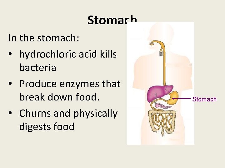Stomach In the stomach: • hydrochloric acid kills bacteria • Produce enzymes that break