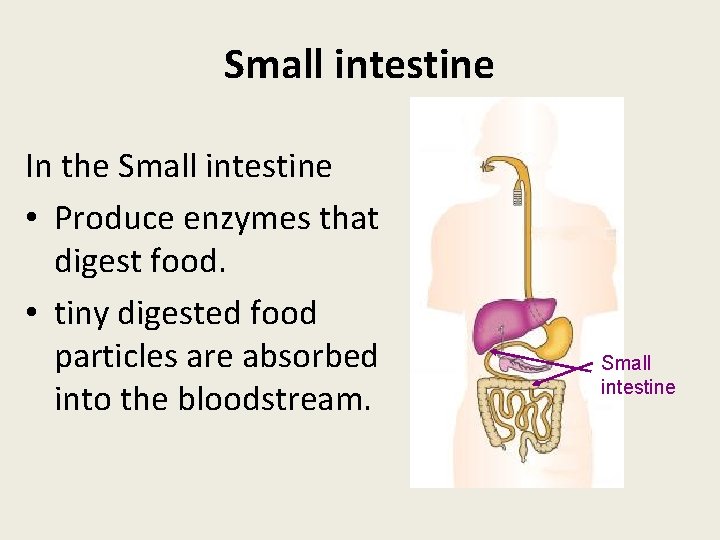 Small intestine In the Small intestine • Produce enzymes that digest food. • tiny