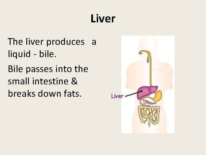 Liver The liver produces a liquid - bile. Bile passes into the small intestine